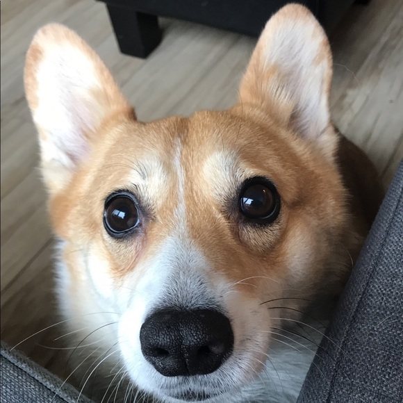 Meet your Posher, Allegra - Picture 4 of 6